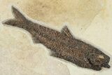 Tall Fossil Fish and Palm Mural - Green River Formation, Wyoming #233845-5